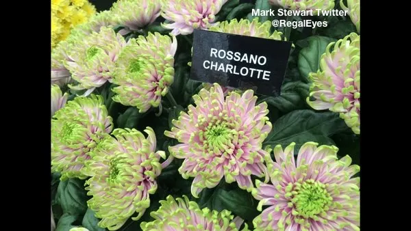 Royal Photographer Mark Stewart Twitter (@RegalEyes)